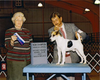 Kc registered jack russell hotsell