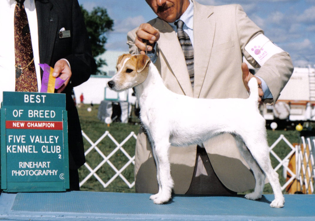 Akc Registered Parson Russell Terriers Champion Lines